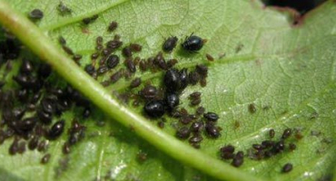 Jak se vypořádat s mšicemi na švestce a jak zacházet s chemickými a lidovými prostředky